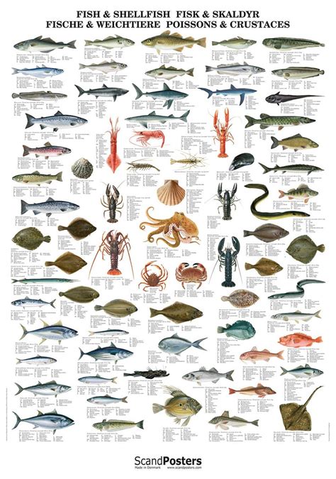 Buy Atlantic Fish Shellfish Poster Online Here Linaa