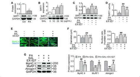 Salidroside Prevents Myotube Atrophy Through Activating Sirt