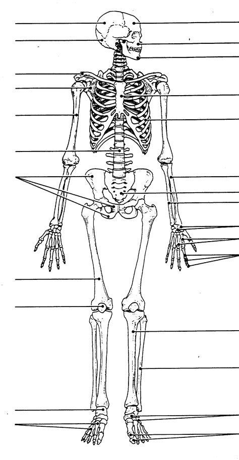 Printable Human Skeleton Labeled