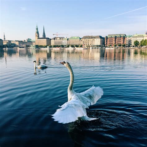 11 Things Hardly Anyone Knows About Hamburg's Alster Swans