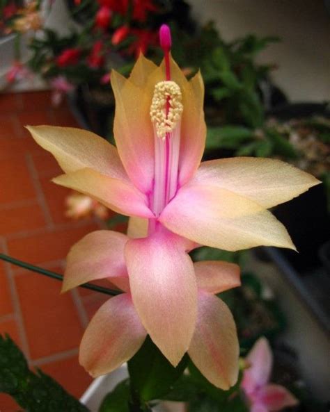 Christmas Cactus ‘christmas Flame Schlumbergera Hybrid Artofit