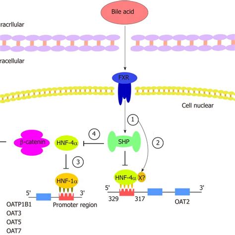 Structures of organic anion transporters and organic anion transporter... | Download Scientific ...