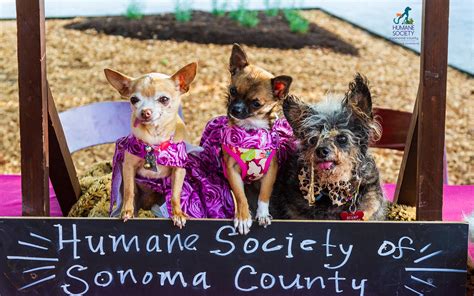 Humane Society of Sonoma County - Unique by Nature UxN