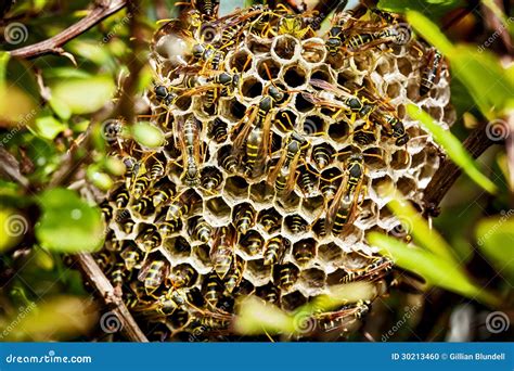 Wasp Nest With Larva Isolated On Jute Background - Asian Giant Hornet ...