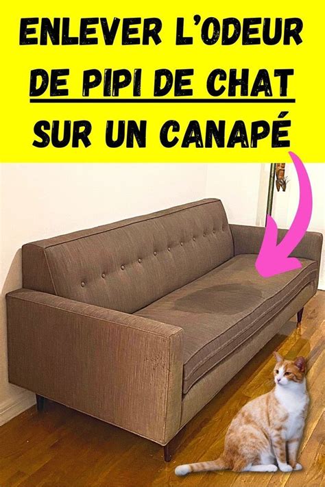 Comment Enlever L Odeur De Pipi De Chat Sur Un Canap Voici Mes