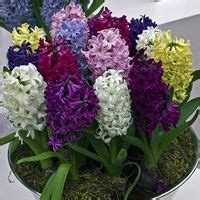 Hyacinth Flower Bulbs