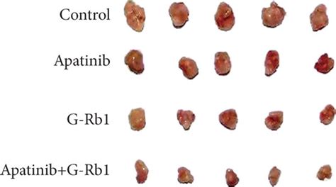 Effects Of Mono And Combination Of Apatinib And G Rb1 On The