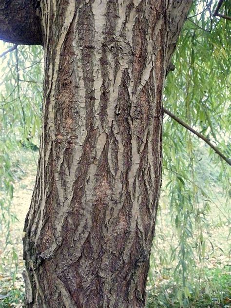 Golden Weeping Willow Salix Sepulcralis Var Chrysocoma Growing