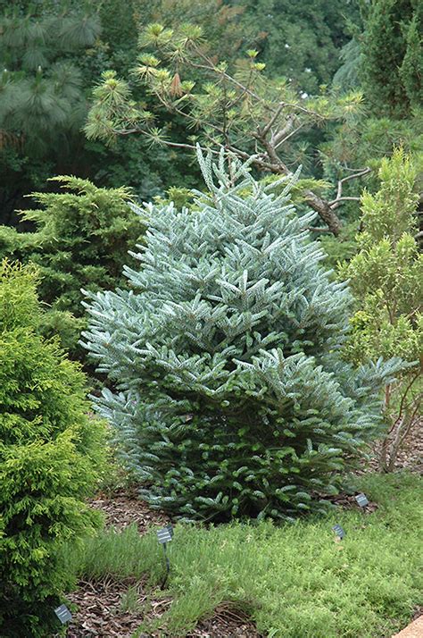 Horstmanns Silberlocke Korean Fir Abies Koreana Silberlocke In