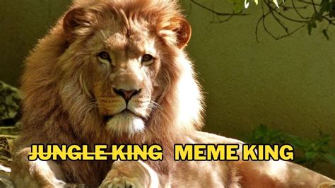 Sher Memes: Desi Humor Takes a Wild Turn on Social Media!