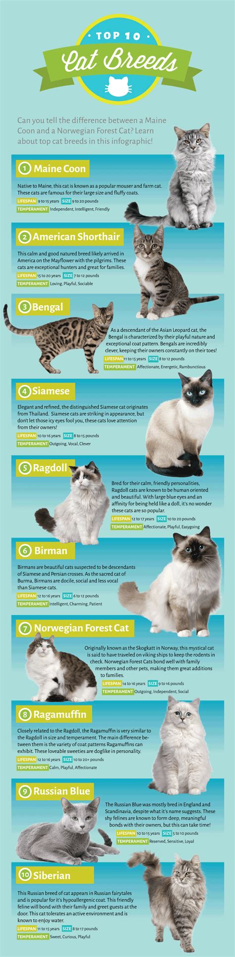 Big Cat Breeds List