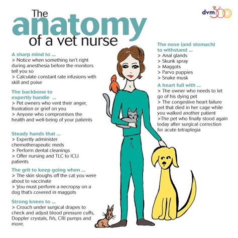 Infographic Important Medical Abbreviations For Vet Techs Artofit