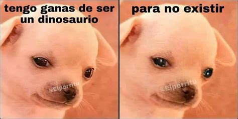 Pin De Caroline En Memes Momos Chistoso Rex Frases De Buen Humor