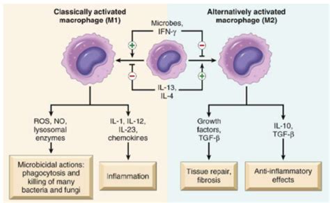 T Cell Mediated Immunity Flashcards Quizlet