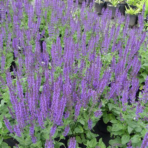 Salvia Nemorosa May Night Horsford Gardens And Nursery