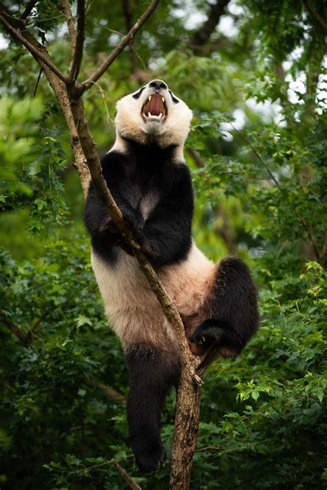 Panda Pictures-Giant Panda Bei Bei in a tree