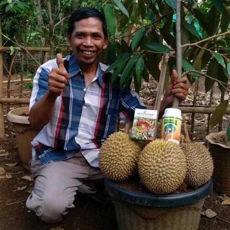 Cara Menanam Durian Agar Buah Lebat Dan Berbuah Di Luar Musim Agen