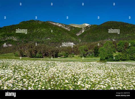 Frankreich Drome Lus la Croix Haute D voluy Massif Wiese blüht mit