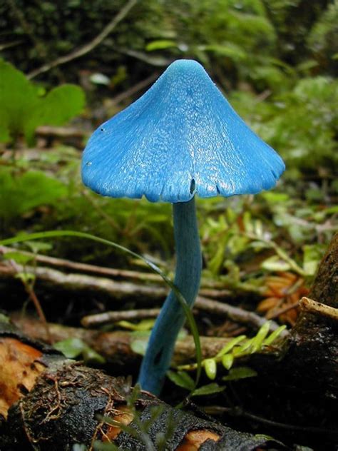 Beautiful Blue Mushroom Mushrooms Relaxing Naturephotography