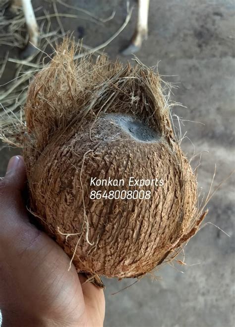 A Grade Semi Husked Coconut Packaging Size Kg Coconut Size