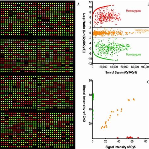 Results From Genotyping Samples With The Three Groups Of Snps