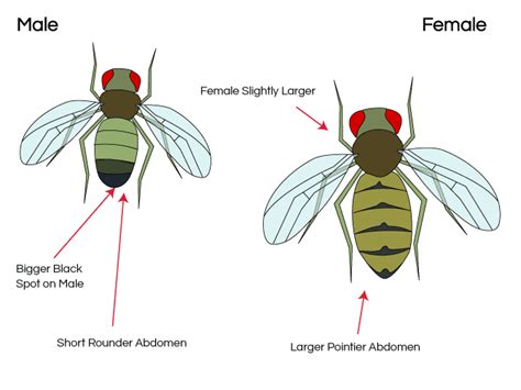 Cara Reproduksi Perkembangan Dan Metamorfosis Pada Lalat Jdsk