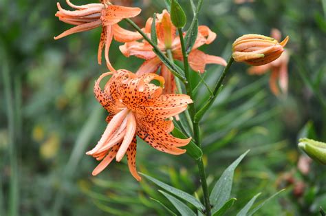 Stars Of The Garden Columbia Metropolitan Magazine