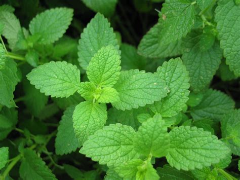 Sp13ethnobotany Peppermint