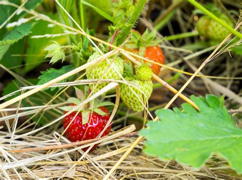 6 Practical Ways To Keep Strawberries Off The Ground The Practical Planter