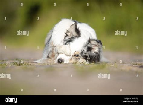 Lying Australian Shepherd Stock Photo Alamy