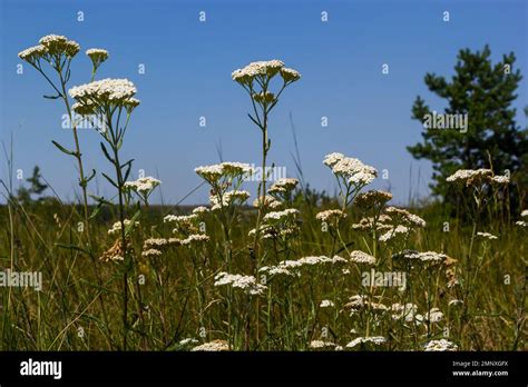 Achillea Millefolium Comúnmente Conocida Como Yarrow O Yarrow Común Es Una Planta Con Flores