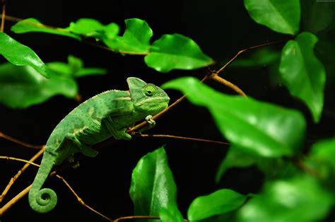 Leaves Green Black Background Chameleon Madagaskar 4K Rain Forest