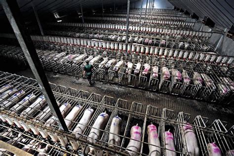 How Does Factory Farming Contribute To Climate Change? - GenV