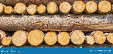 Many Tree Trunks On A Storage Place Stock Photo Image Of Processing