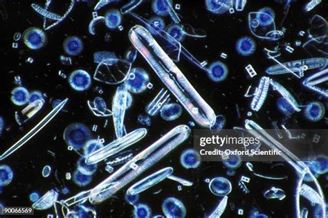 Fossil Diatoms Photos and Premium High Res Pictures - Getty Images