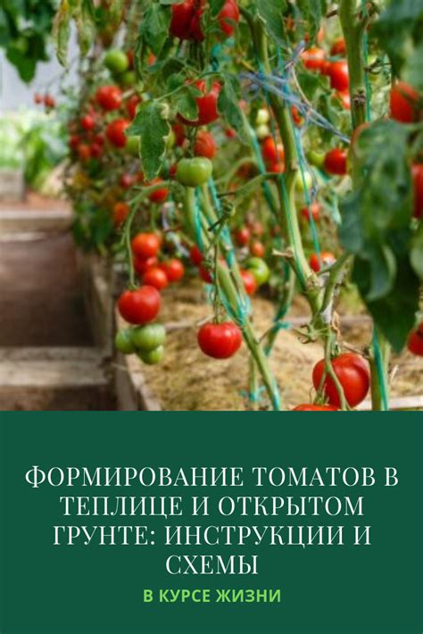 Формирование томатов в теплице и открытом грунте: инструкции и схемы ...