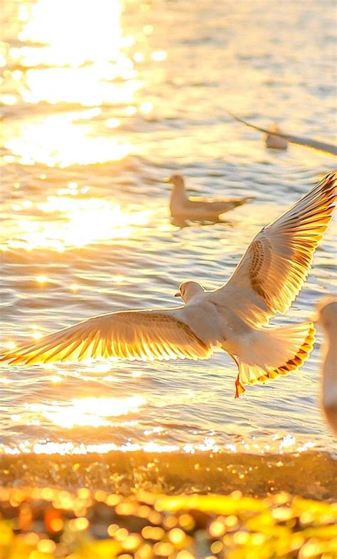 Seagulls Flying Over The Water At Sunset With Their Wings Spread Out In