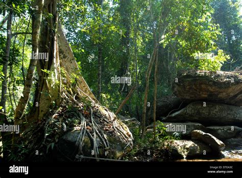 Jungle in Cambodia Stock Photo - Alamy