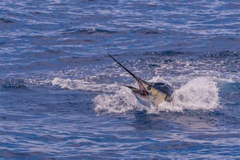 Videos De Pesca De Pez Vela Pesca Informaci N