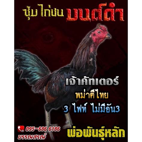 ไข่เชื้อไก่ชนตีเชิง ถูกที่สุด พร้อมโปรโมชั่น ก ย 2024 Biggoเช็คราคาง่ายๆ