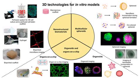 Ijms Free Full Text Advanced Multi Dimensional Cellular Models As