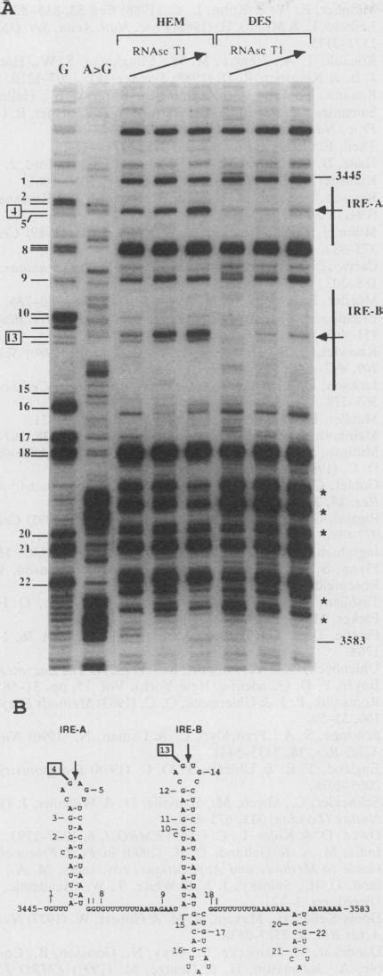 Visualization Of The Interaction Of A Regulatory Protein With Rna In