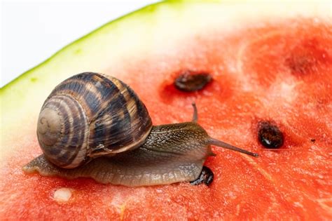 Premium Photo The Large Snail Helix Pomatia Crawls On A Watermelon