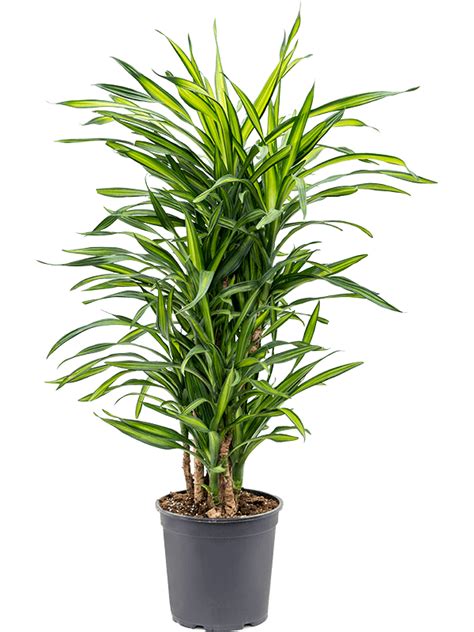 Dracaena Riki Nieuwkoop Europe