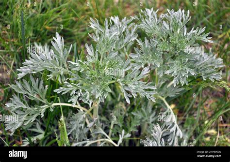 El Arbusto De Ajenjo Amargo Artemisia Absinthium Crece En La