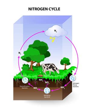 Nitrogen Cycle Diagram Images – Browse 41 Stock Photos, Vectors, and ... 