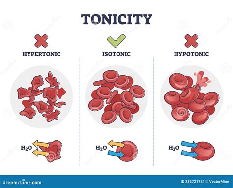 Tonicity As Osmotic Hypertonic Isotonic Hypotonic Pressure Outline