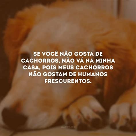 40 frases de cachorro engraçadas que vão animar o seu dia