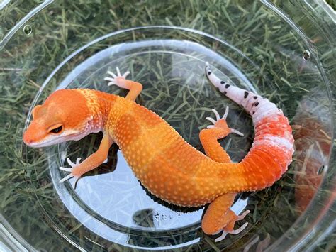 Tangerine Tornado Leopard Gecko Traits Morphpedia