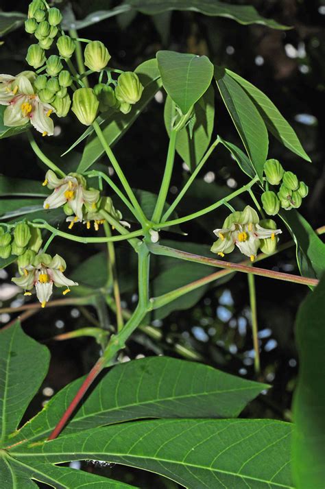 Manihot Esculenta Euphorbiaceae Image At Phytoimages Siu Edu